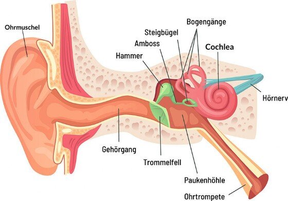 Ohr Anatomie